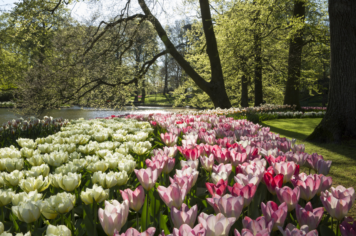 Keukenhof  – Zahrada holandských tulipánů